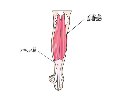 イラストACアキレス腱