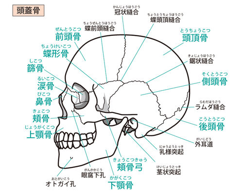 イラストAC頭蓋骨