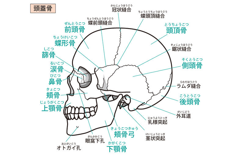 イラストAC頭蓋骨