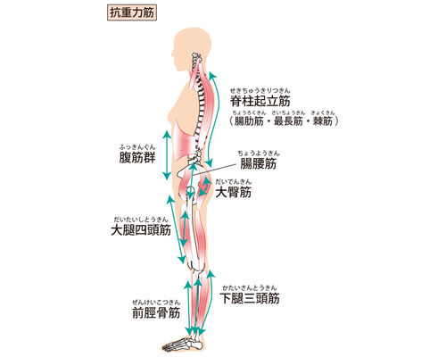 イラストAC脊柱起立筋