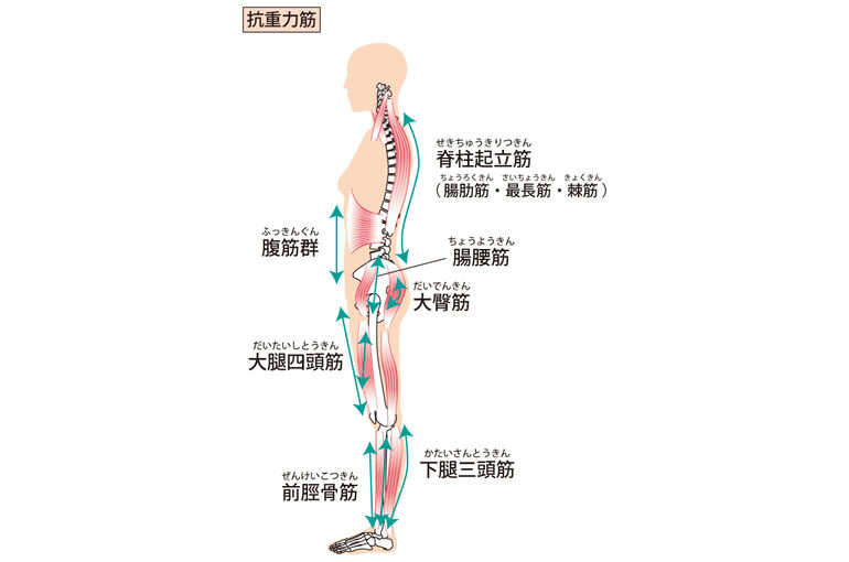 邑楽郡大泉町のけやき接骨院と脊柱起立筋 ブログ