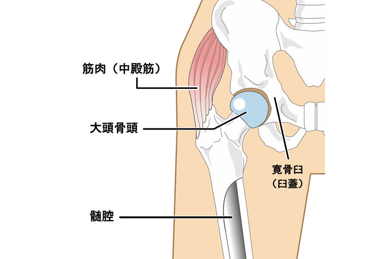イラストＡＣ股関節