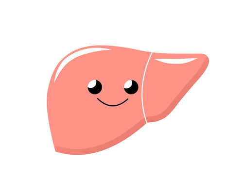イラストＡＣ肝臓