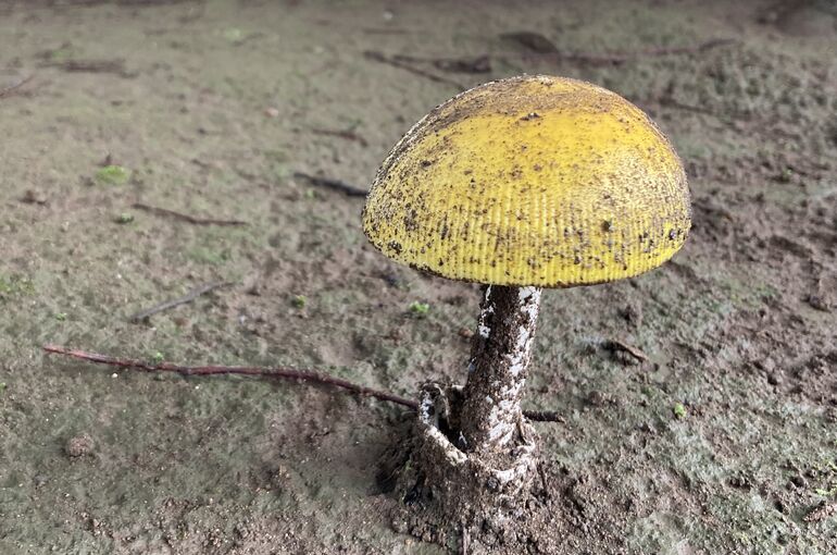 DDEC5A63-4889-4C5E-8016-AC3B0A192F32