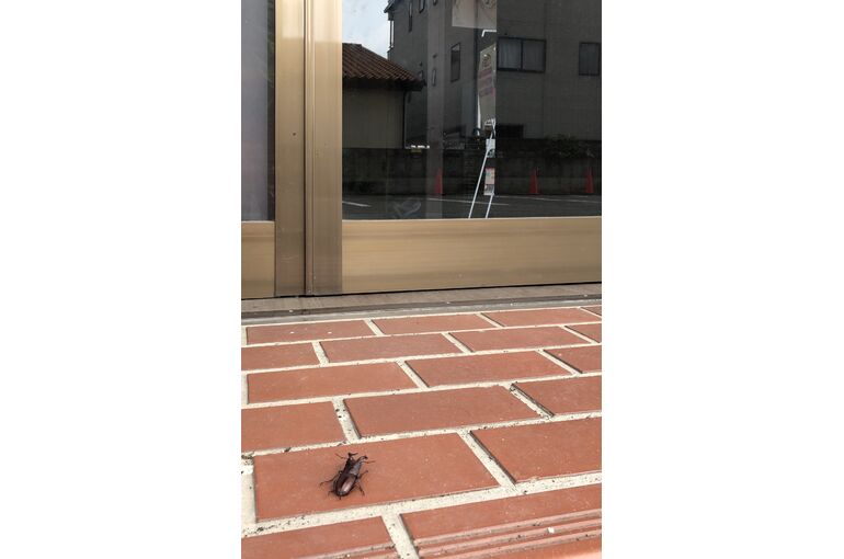 クワガタ5