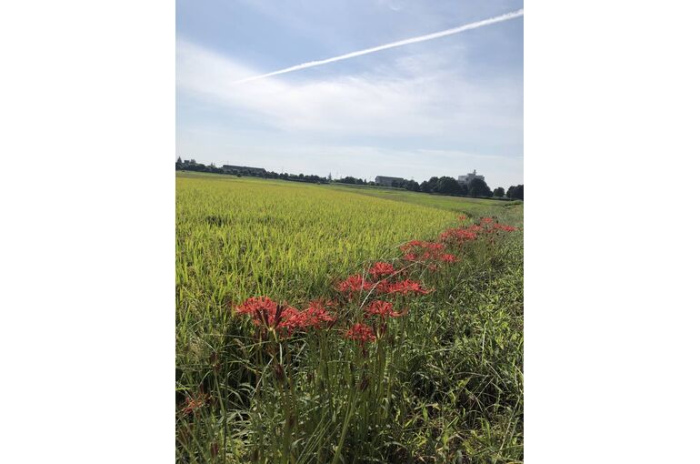 曼珠沙華