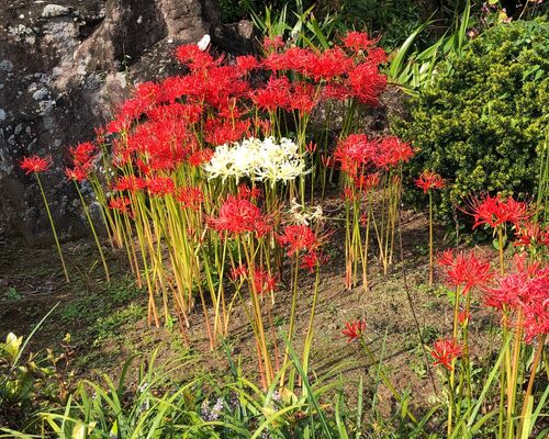 まんじゅしゃげ