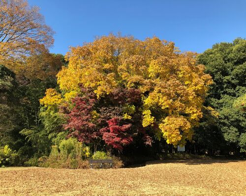 多々良沼公園