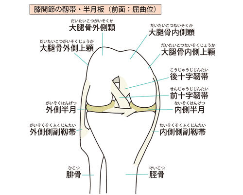 イラストAC膝靭帯