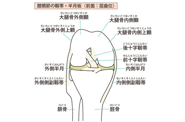 イラストAC膝靭帯