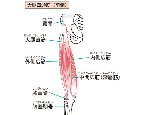 イラストAC大腿四頭筋