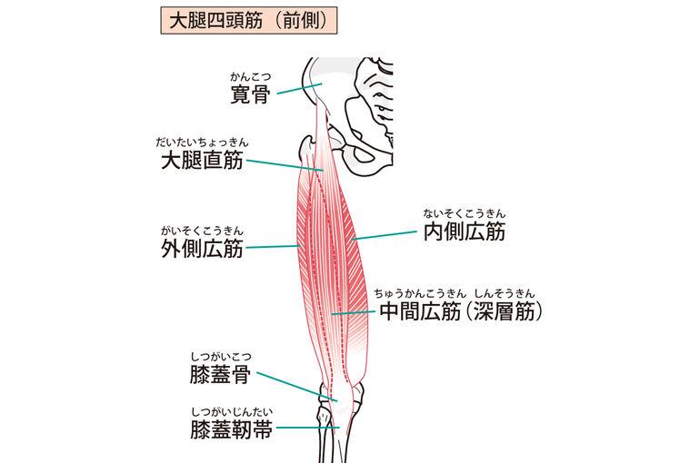 イラストAC大腿四頭筋