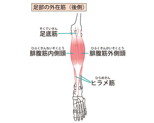 イラストAC下腿三頭筋