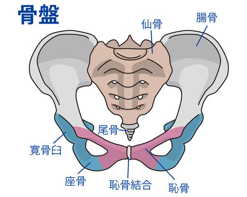 イラストAC骨盤