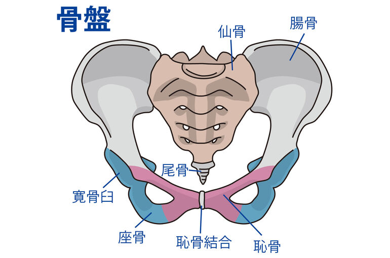 イラストAC骨盤
