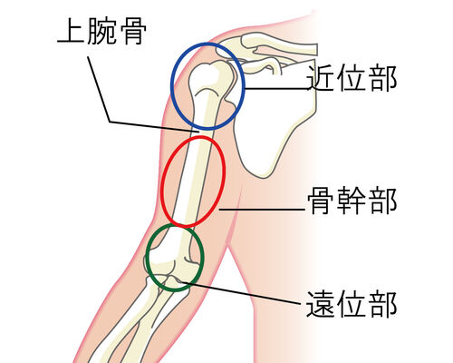 イラストAC上腕骨