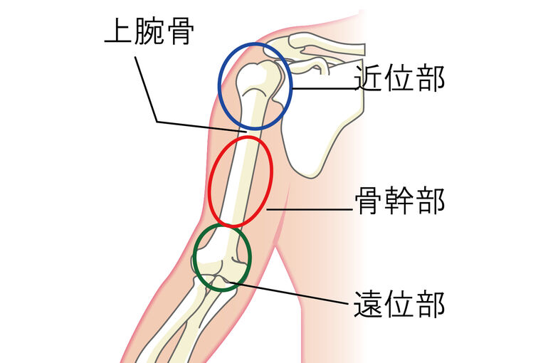 イラストAC上腕骨
